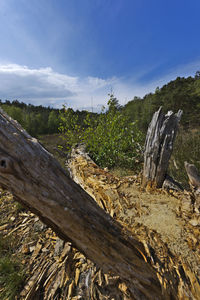 Driftwood on tree trunk against sky