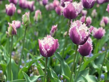 Close-up of pink flowering plants