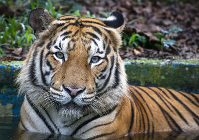 A tiger is seen sitting on the bench in a zoo area in kuala lumpur.