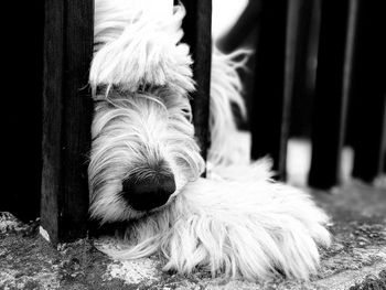 Close-up of dog outdoors