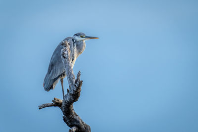 Low angle view of bird perching on tree against clear blue sky