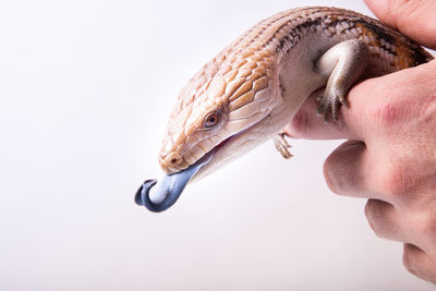 Close-up of hand holding fish