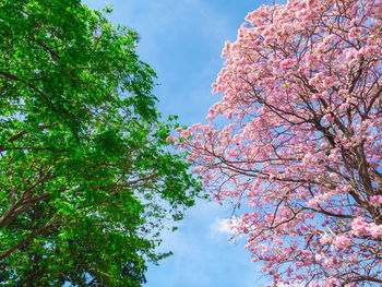 Low angle view of cherry blossoms against sky