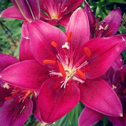 Close-up of pink flower