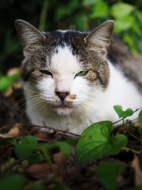 Close-up portrait of cat sitting outdoors