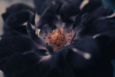 Close-up of flowering plant