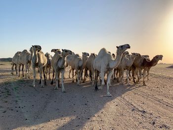 Flock of sheep walking on a land