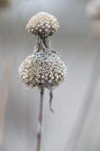 Close-up of wilted flower