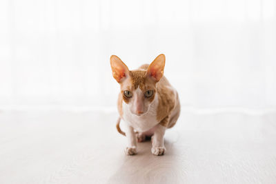 Cute ginger cat cornish rex is sitting on the floor and carefully looking somewhere