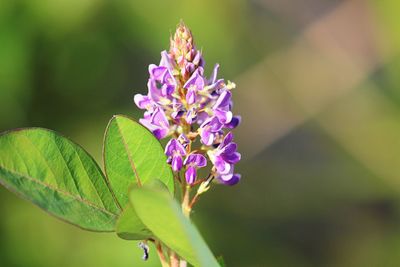 Close-up of purple flowering plant