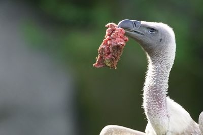 Close-up of vulture carrying meat in mouth