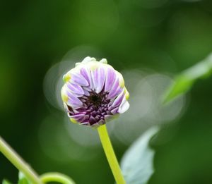 Close-up of purple flower