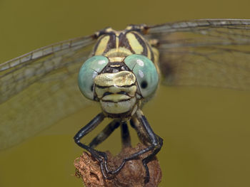 Close-up of insect on metal