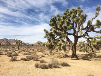 Trees on desert against sky