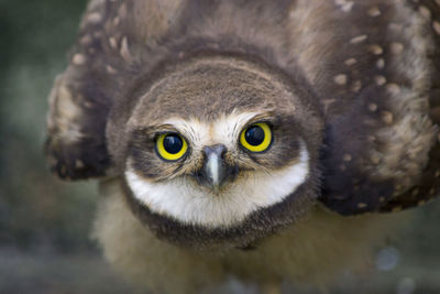 Close-up portrait of owl