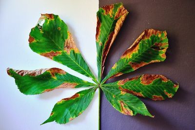 High angle view of green leaves on table