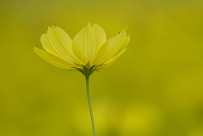 Close-up of yellow flower blooming outdoors