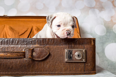 Close-up of dog in luggage on table at home