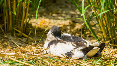 Close-up of duck on field