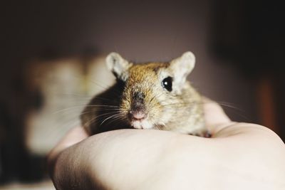 Close-up of hand holding cat