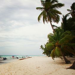 Palm trees on beach