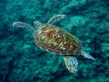 Turtle swimming in sea
