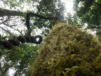 Low angle view of lizard on tree in forest