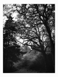 Trees in forest against sky