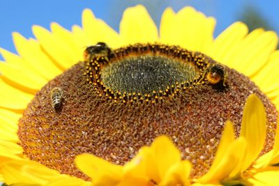 Close-up of honey bee on yellow flower