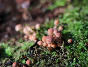 Close-up of mushrooms