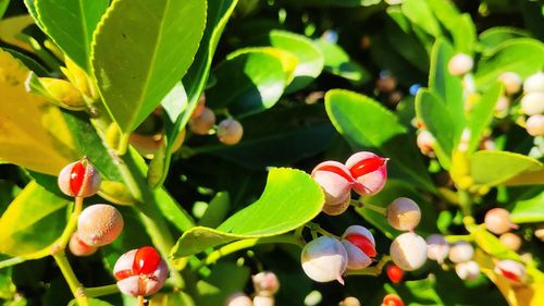 Close-up of red berries on plant