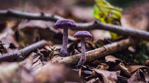 Close-up of mushrooms growing on field