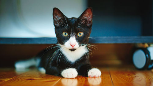 Portrait of cat on floor at home