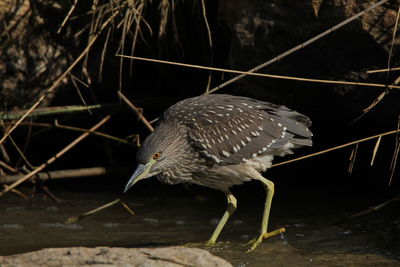 Close-up of a bird