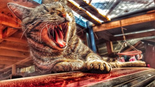 Close-up of cat yawning