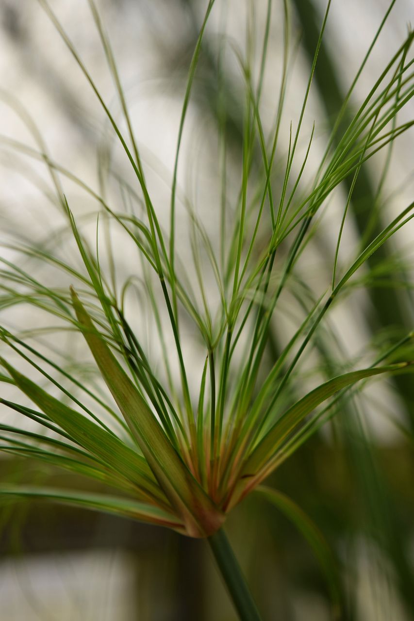 Close-up of plant against blurred background