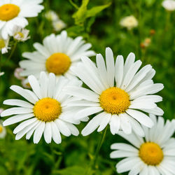 Close-up of white flowers blooming outdoors