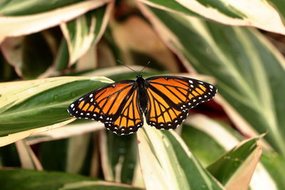 Close-up of butterfly on leaf