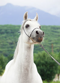 Close-up of horse standing against mountain