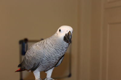 Close-up of a bird