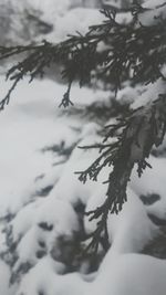 Close-up of snow covered pine tree