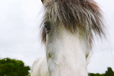 Close-up of horse eye