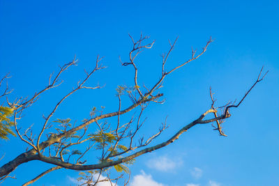 Low angle view of bare tree against blue sky