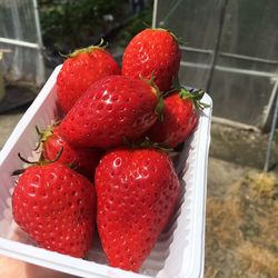 High angle view of strawberries