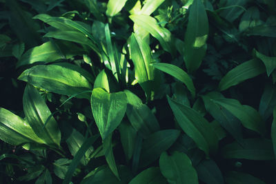 Full frame shot of plants