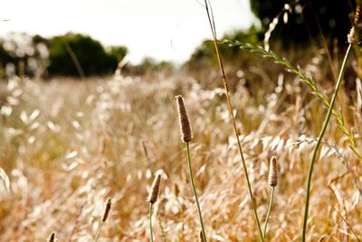 Close-up of plant growing on field