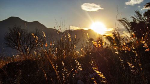 Scenic view of field against sky at sunset