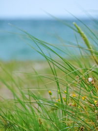 Close-up of wheat growing on field against sky