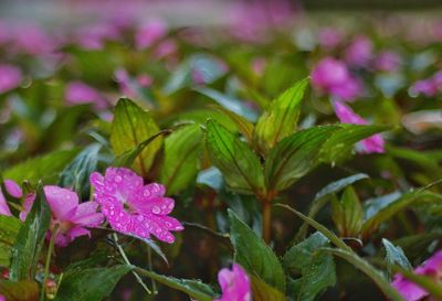 Close-up of purple flowers blooming outdoors