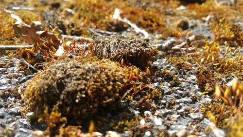 Close-up of bee on water